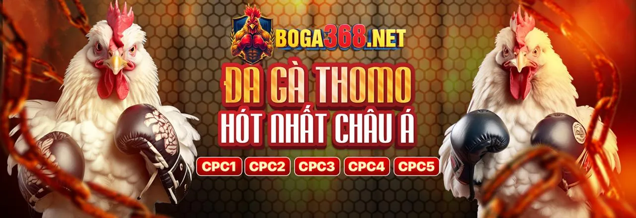 Đá gà Kingfun 2026 với những chiến kê hùng mạnh